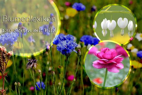 blumenlexikon|blumenlexikon mit bildern.